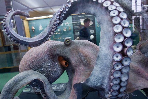 Kraken 12 att